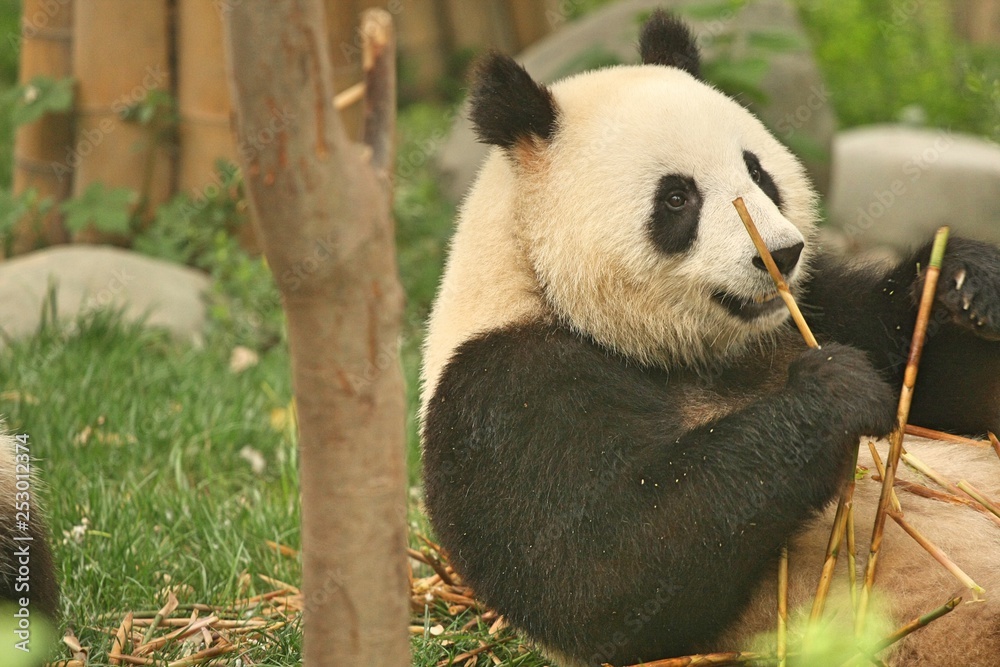 Fototapeta premium Panda bear sitting down and eating bamboo in front of grass and trees