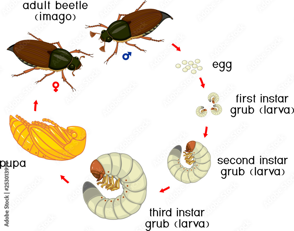 Life cycle of cockchafer. Sequence of stages of development of cockchafer (Melolontha melolontha) from egg to adult beetle