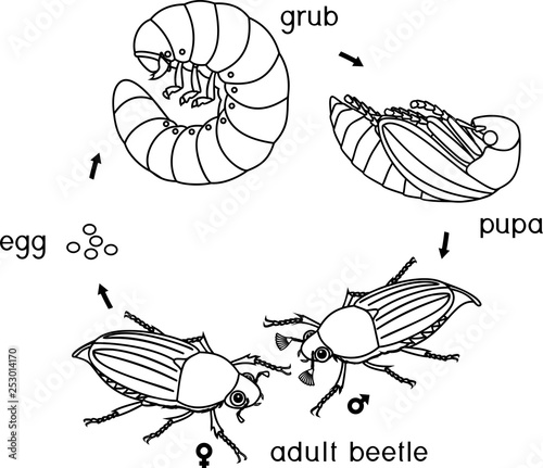 Coloring page with life cycle of cockchafer. Sequence of stages of development of cockchafer (Melolontha melolontha) from egg to adult beetle
