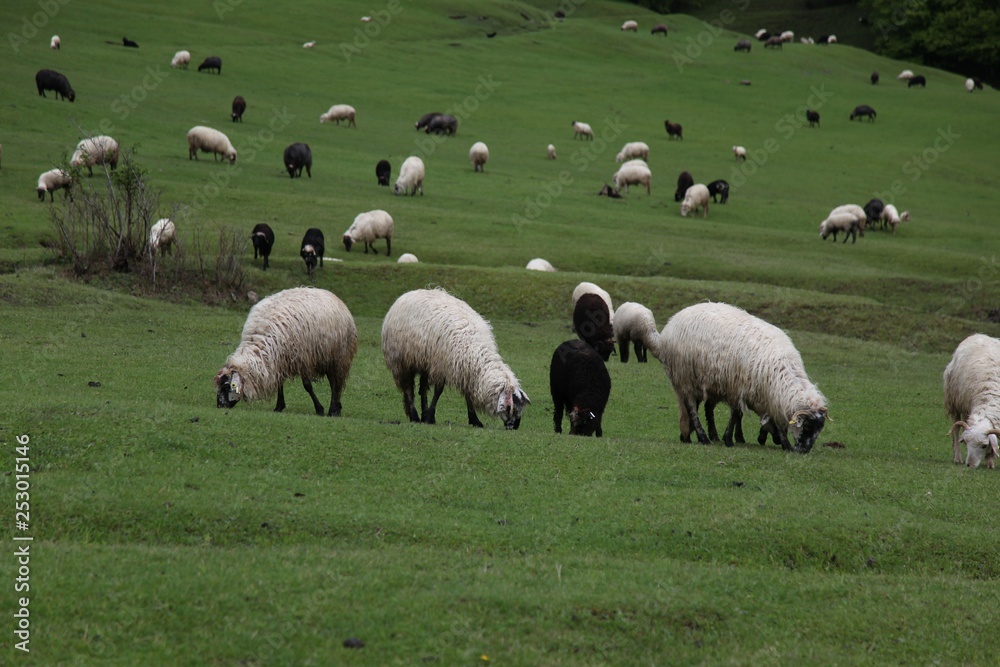 Obraz premium herd of sheep in green meadow. artvin/turkey