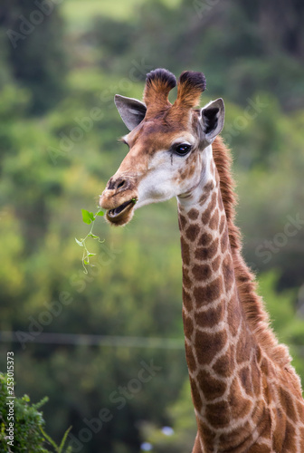 Photography Giraffe Browsing