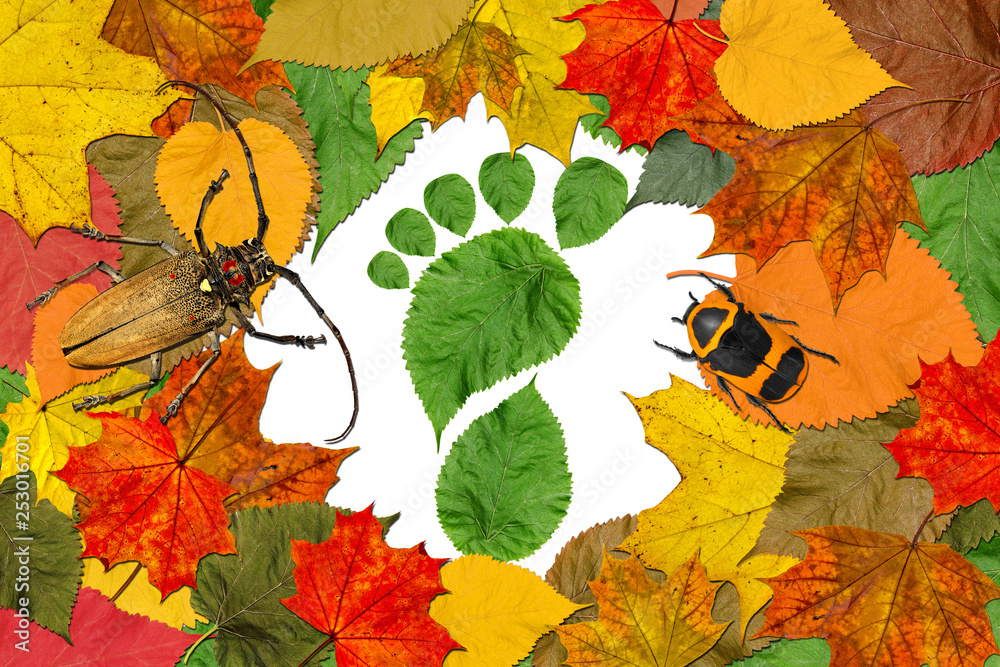 Autumn marvelous colorful leaves frame with footprint of a human bare foot made of live fall leaves and beetles. Nature, human, wildlife, ecology and environmental protection 