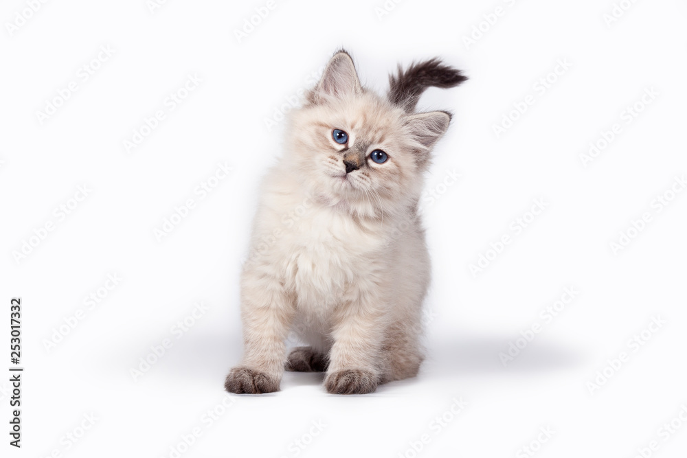 Cat on white background.