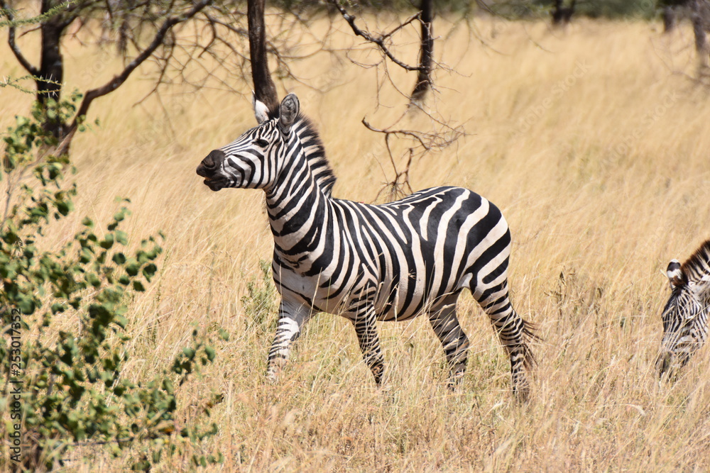 Fototapeta premium plains zebra in Serengeti National Park, Tanzania