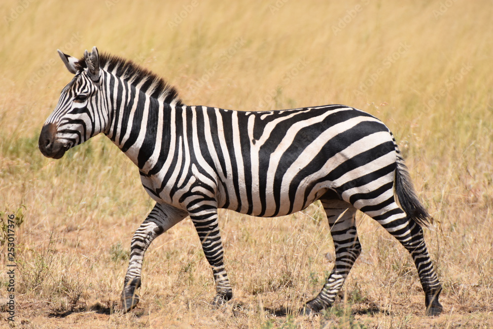 Obraz premium plains zebra in Serengeti National Park, Tanzania