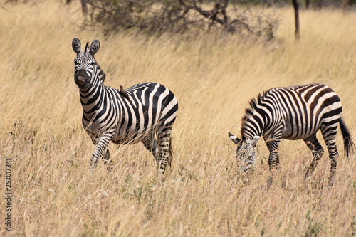 plains zebra in Serengeti National Park  Tanzania