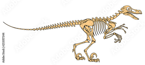 velociraptor skeleton, velociraptor fossil, Velociraptor bones, fossil dinosaur, vector graphic to design