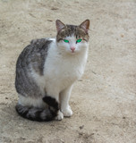 House cat with blue eyes. Cat look at camera