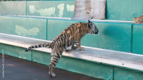 Lion cub and tiger cub playing on the court. Sochi Zoo. Wild animals in captivity. Circus.