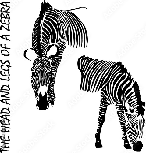 Zebra, hand drawing, vector