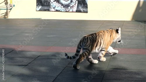 Lion cub and tiger cub playing on the court. Sochi Zoo. Wild animals in captivity. Circus.