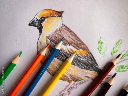 drawing birds with colored watercolor pencils photo