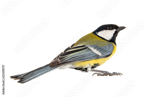 Great tit, Parus major, isolated on white background. Female.