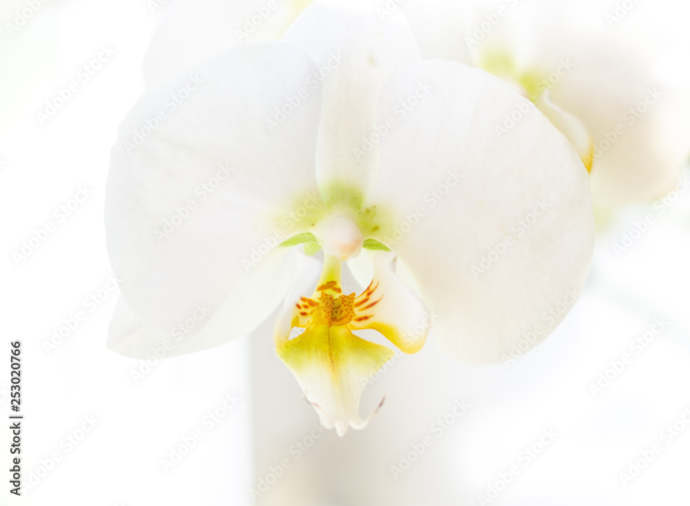 white orchid on wihte background