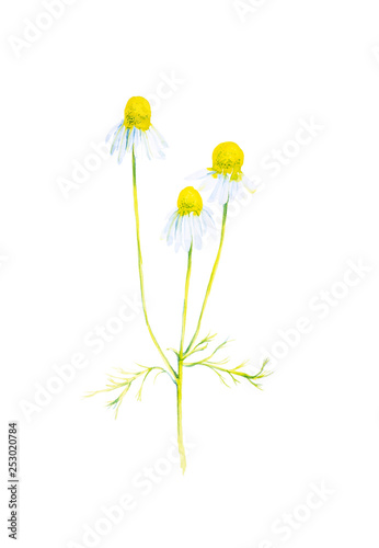Watercolor illustration of a Daisy flower with branches. Isolated on white background