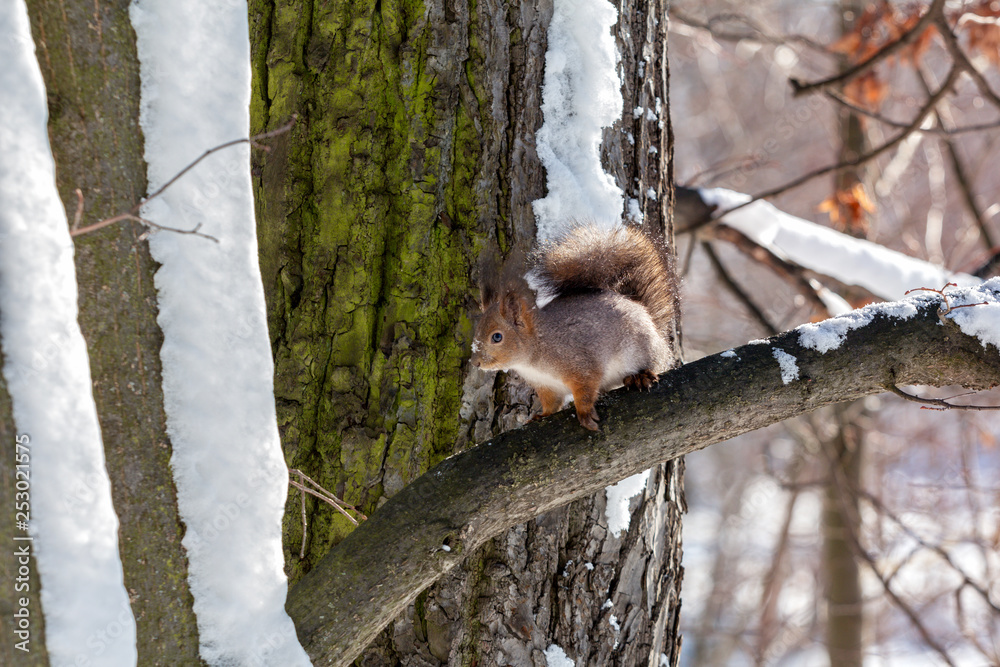 red fluffy squirrel sitting on a tree