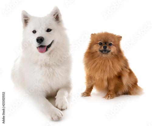 Samoyed dog and pomeranian