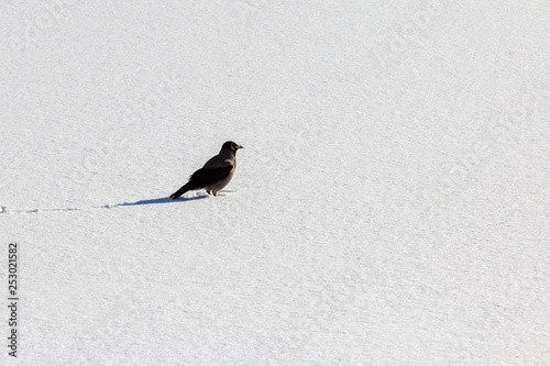 lonely crow on a pure snowy winter field © akintevs