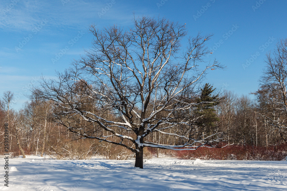 large tree without leaves in a winter park on a clear day large tree without leaves in a winter park on a clear day