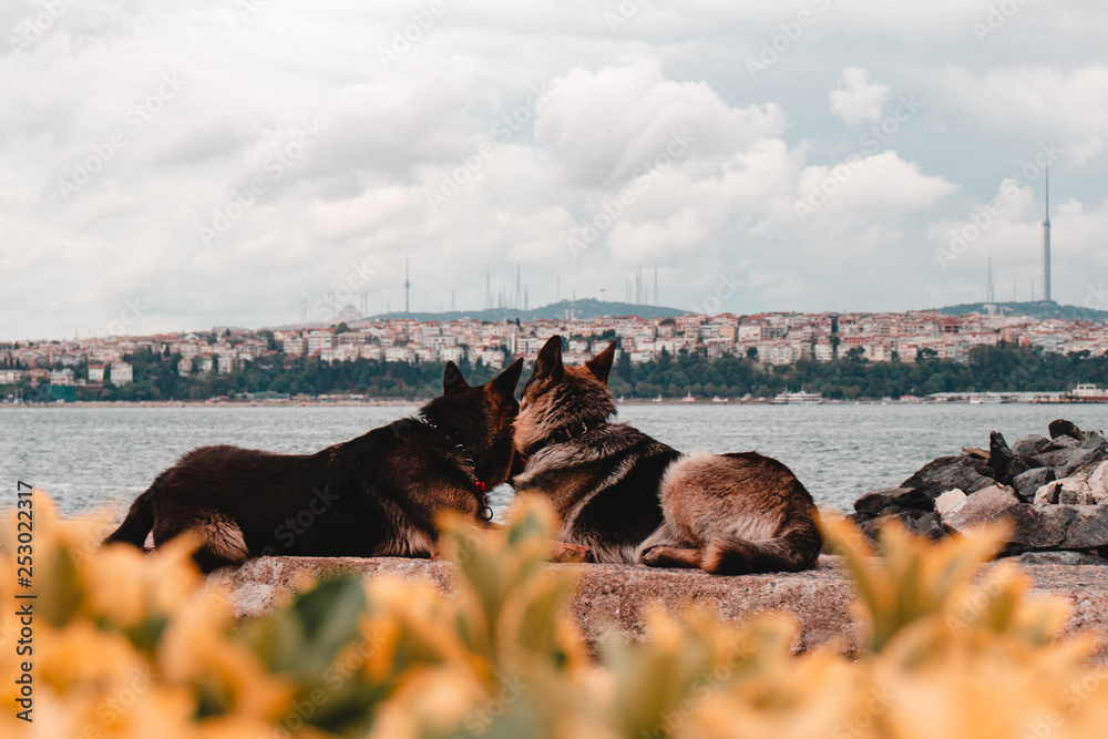 Photography dog on the beach