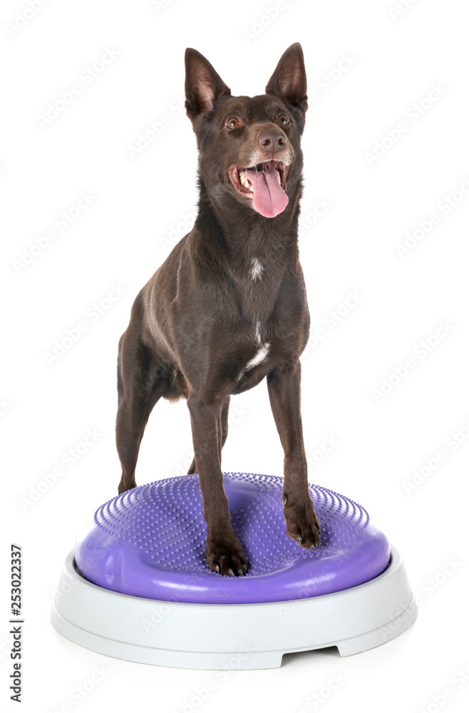Foto Australian Kelpie in studio
