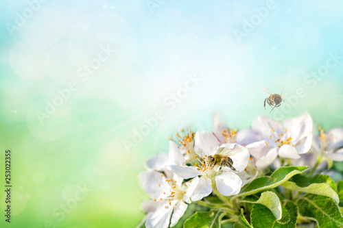 honey bee collecting pollen on white apple. Spring time background