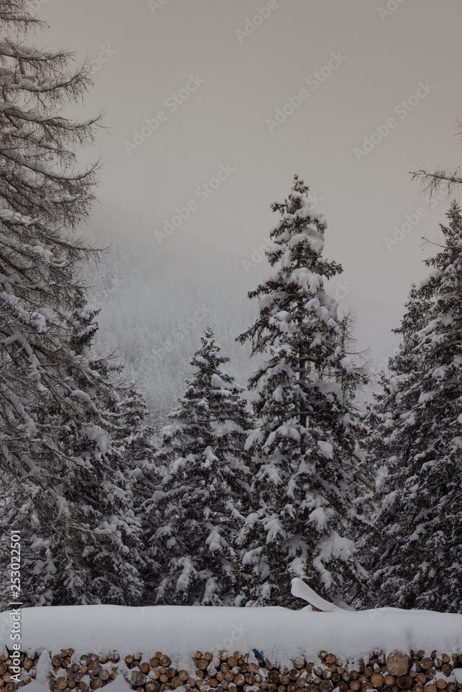 Fototapeta premium Bäum im Schnee
