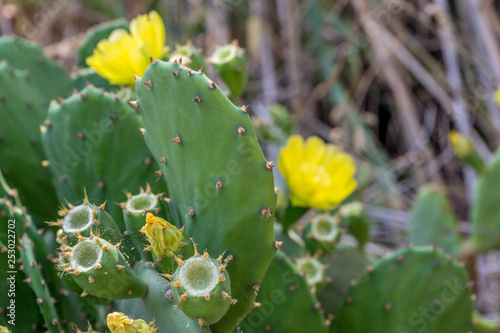 Italy, Cinque Terre, Manarola, a cactus in a garden © SkandaRamana