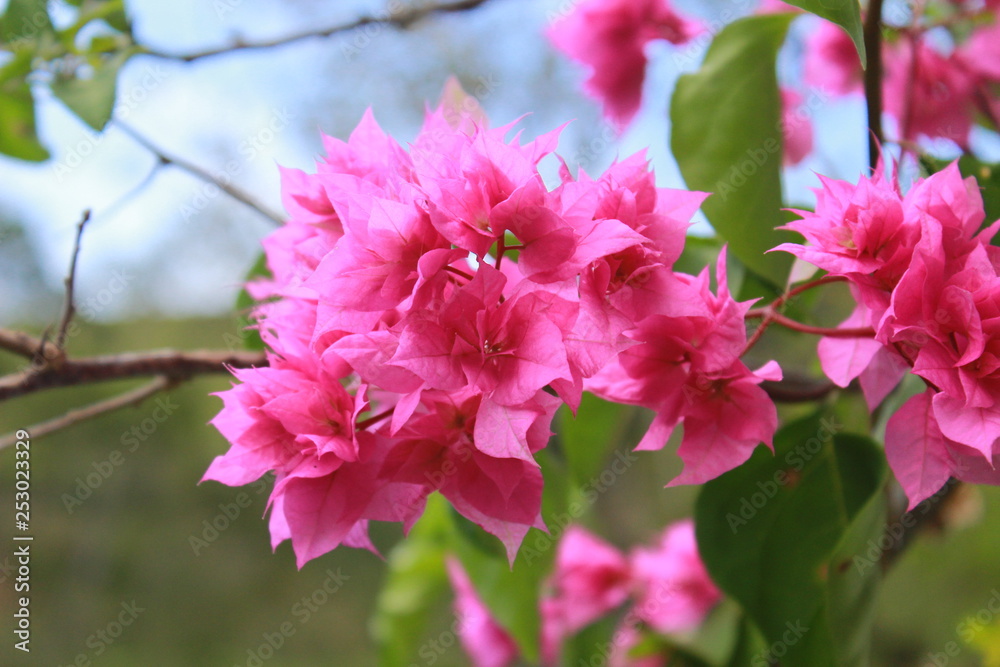 Spring Spring