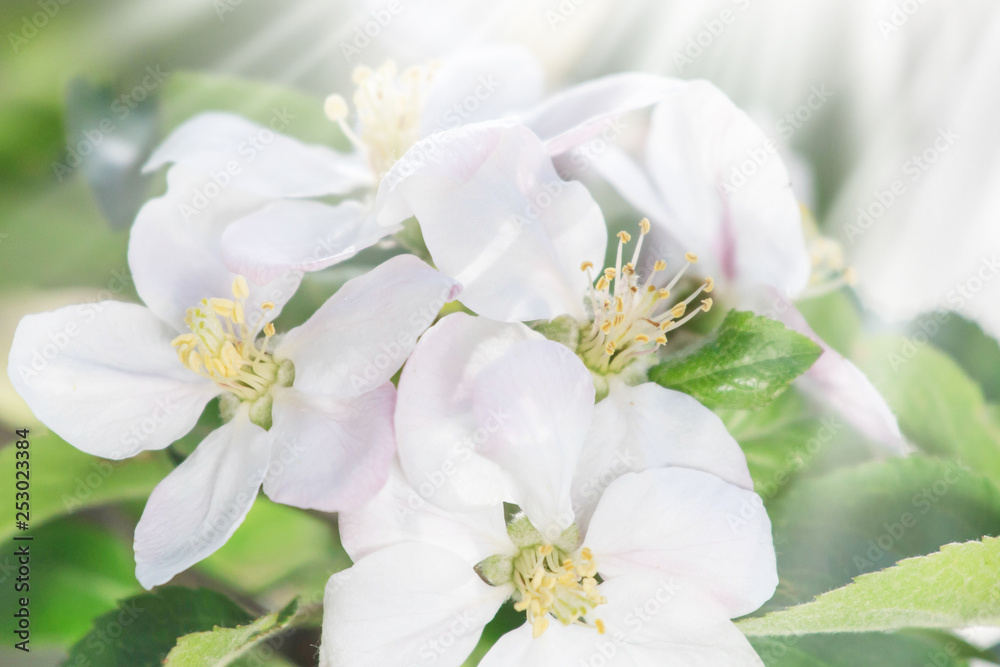 blooming apple tree. Pink delicate flowers and buds blooming apple tree. Pink delicate flowers and buds