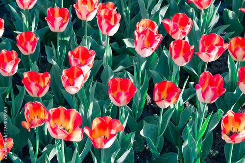 Many bright colourful orange red tulips flowering on spring garden