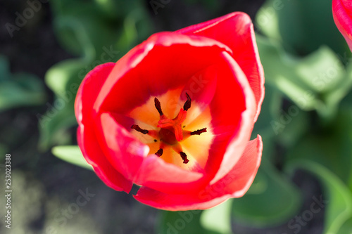 Bright head of red  tulip close-up with defocused green background