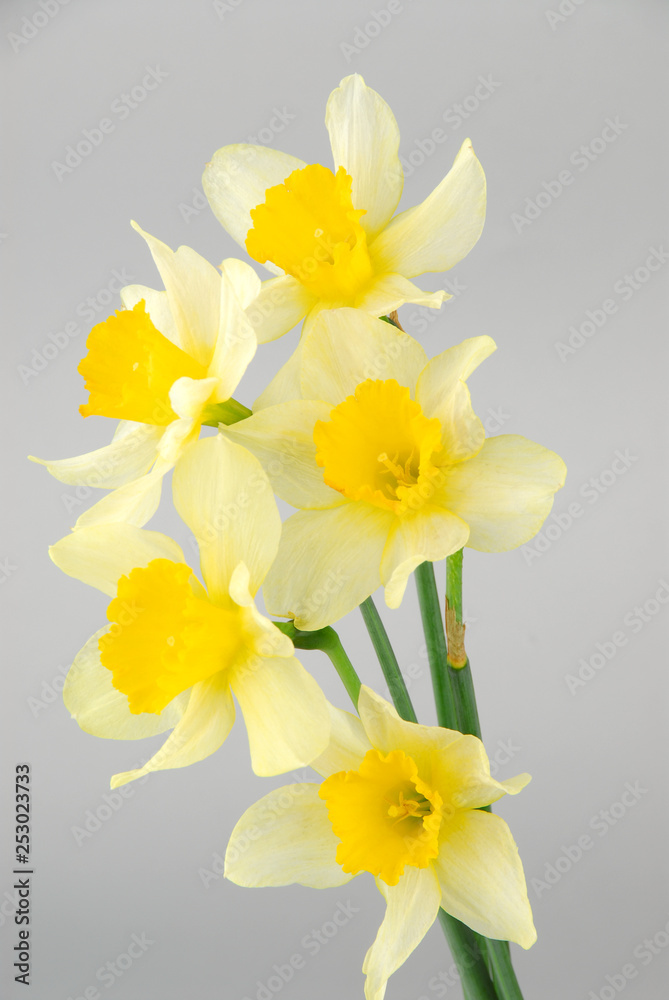 Close-up of white daffodil flowers, known as Paperwhite, Narcissus papyraceus in green grass field