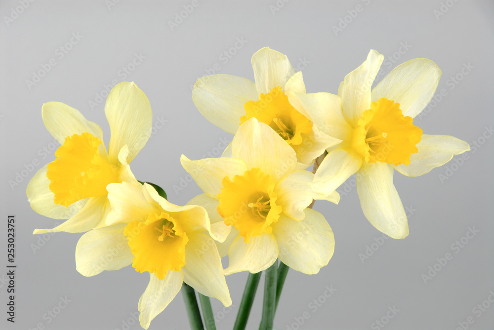 Close-up of white daffodil flowers, known as Paperwhite, Narcissus papyraceus in green grass field Close-up of white daffodil flowers, known as Paperwhite, Narcissus papyraceus in green grass field