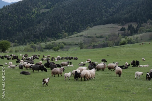 herd of sheep in green meadow. artvin/turkey