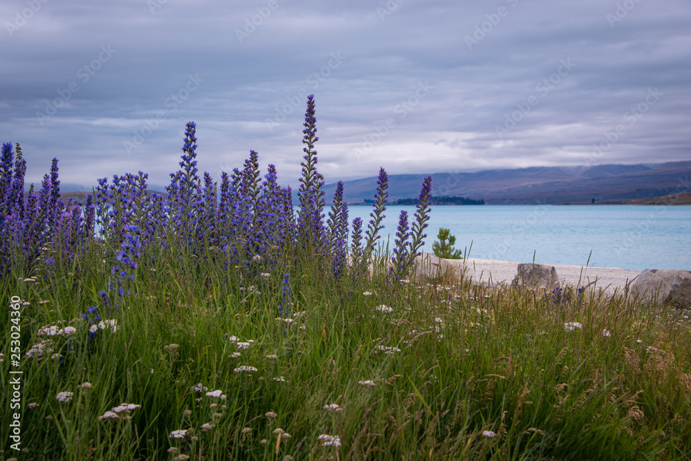 Blooming Purple Lupins at Lake Tekapo, South Island New Zealand