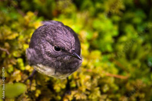 South Island Robin in Milford Track, Fiordland National Park New Zealand photo