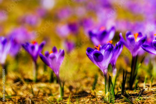 Crocuses in the Tatra Mountain, first springtime flowers