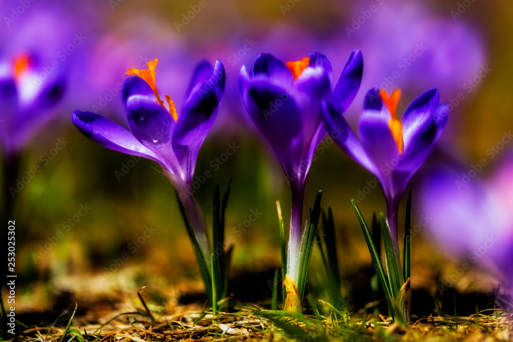 Crocuses in the Tatra Mountain, first springtime flowers Crocuses in the Tatra Mountain, first springtime flowers