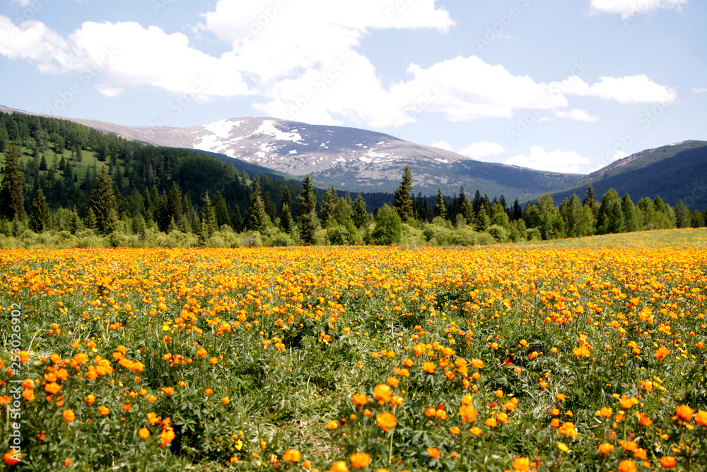 Fototapeta premium The flower field in Altay