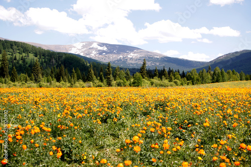 The flower field in Altay