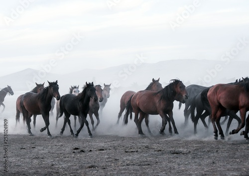 wild horses and cowboys.kayseri turkey