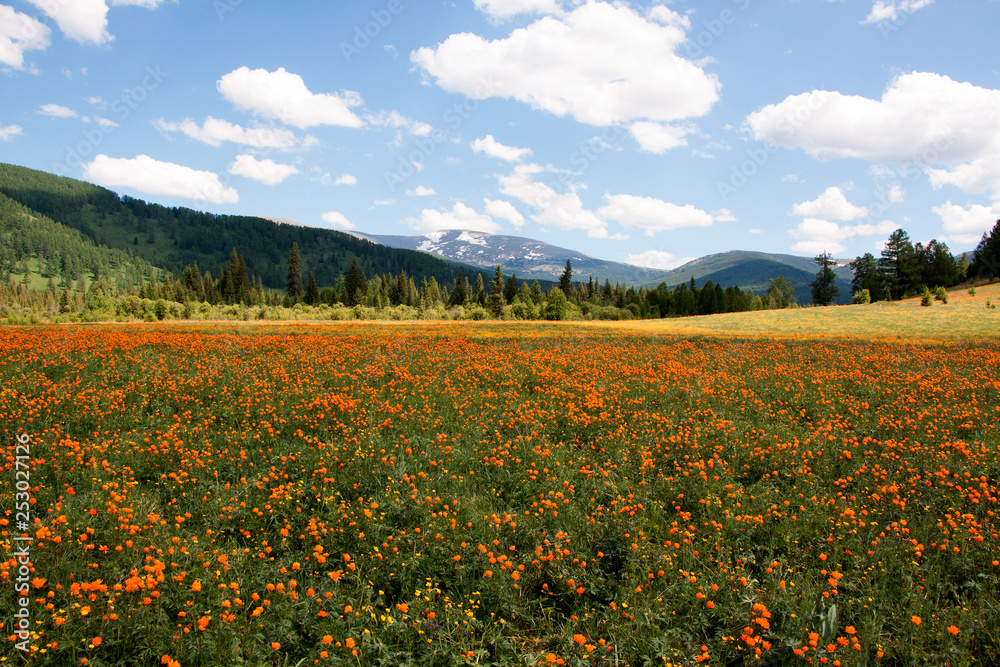 The flower field in Altay