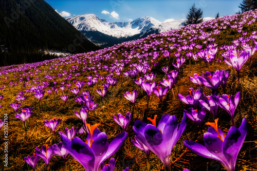 Spring Tatra Mountains landscape with Flowering carpet violet Crocus in Early Spring. Crocus Iridaceae. Tatry, Poland
