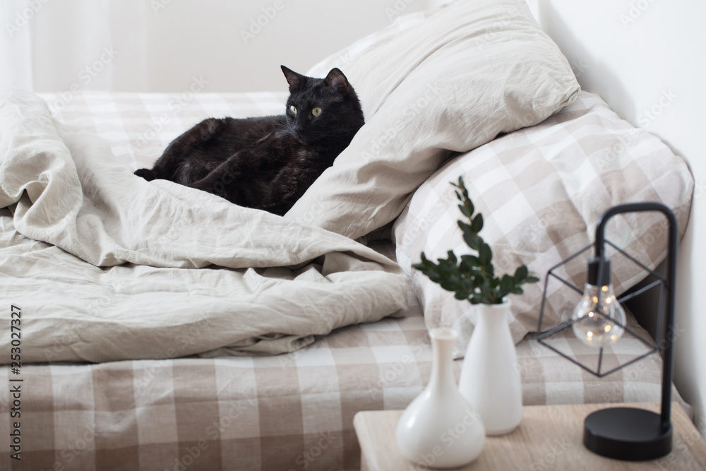 black cat on bed - obrazy, fototapety, plakaty 