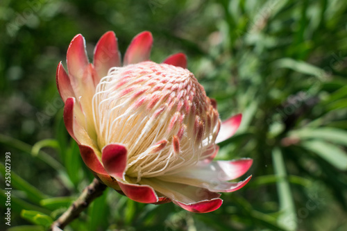 drakensberg protea flower