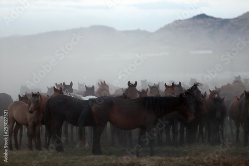 wild horses and cowboys.kayseri turkey © murat