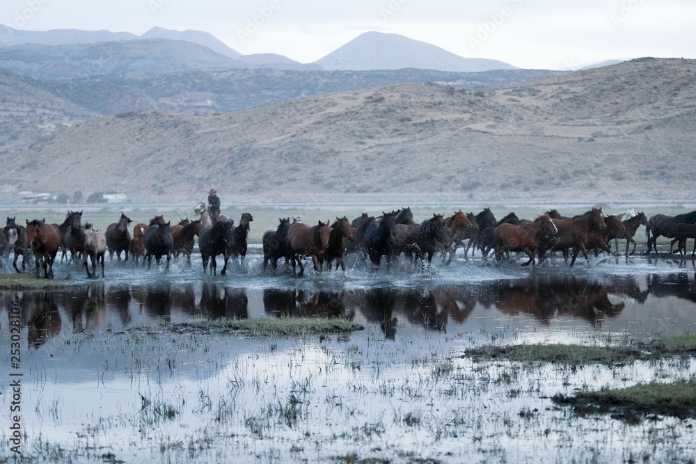 Εκτύπωση καμβά wild horses and cowboys.kayseri turkey