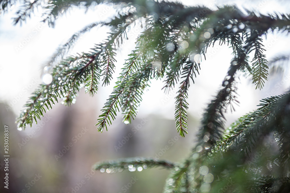 Fir tree branches wet after the rain Fir tree branches wet after the rain