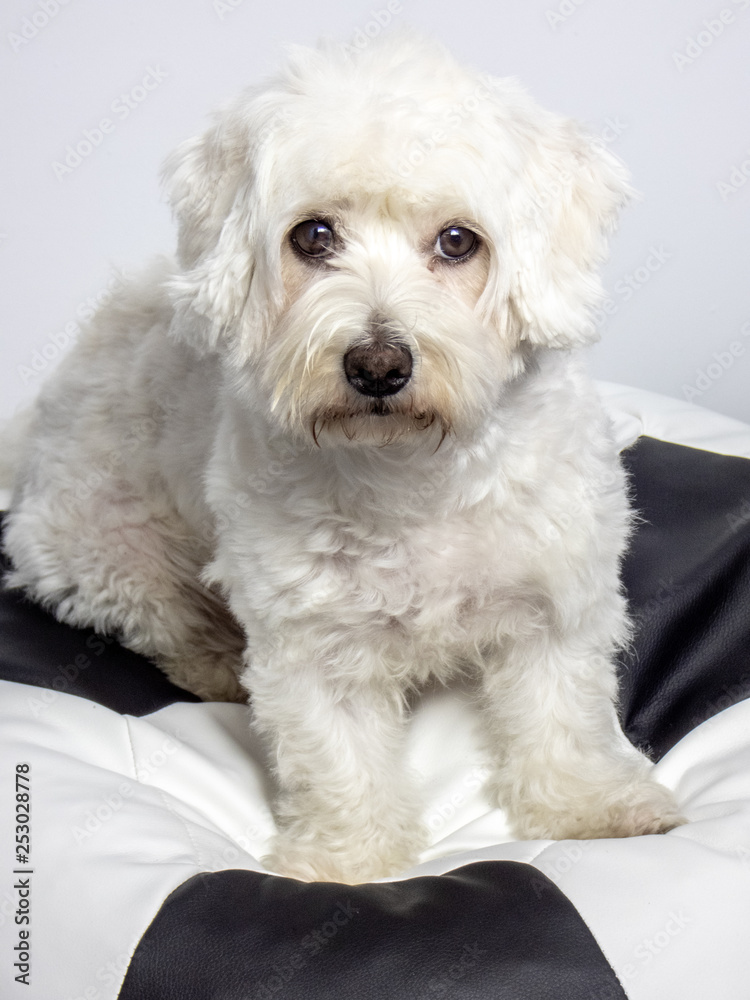 Maltese dog sitting on giant soccer ball Maltese dog sitting on giant soccer ball